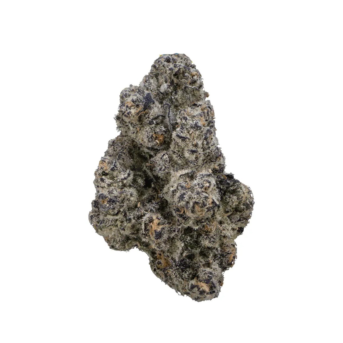 Vasco x Cipher BL Blue Lobster