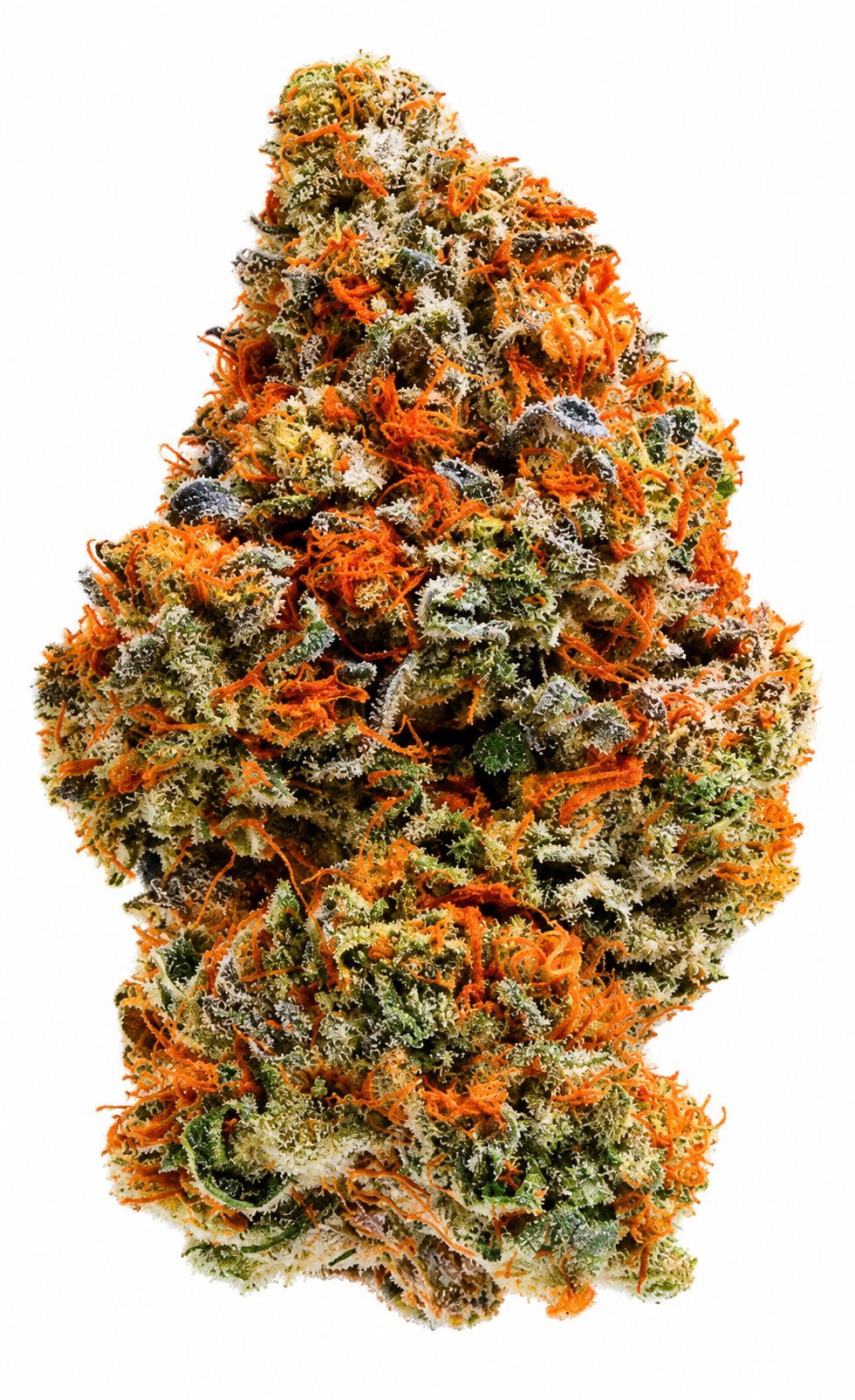 Island Genetics KOGP 27/1 - Kool Grapes