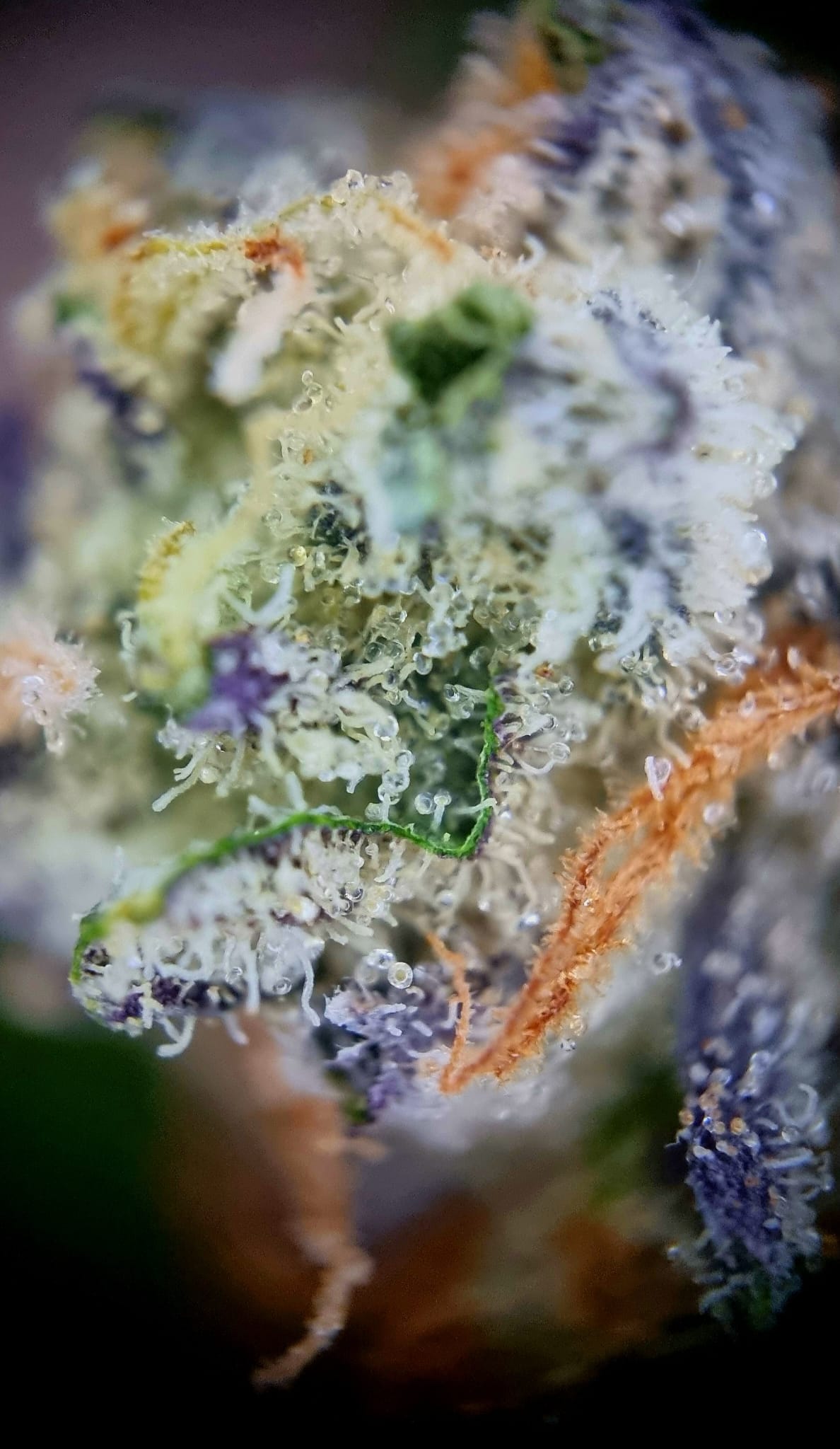 Demecan RF EPIC DROP 30:01 - 98 Aloha White Widow x Trainwreck