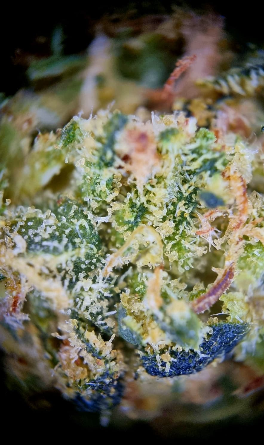 Medical Saints 18/1 PSY - Psyclone