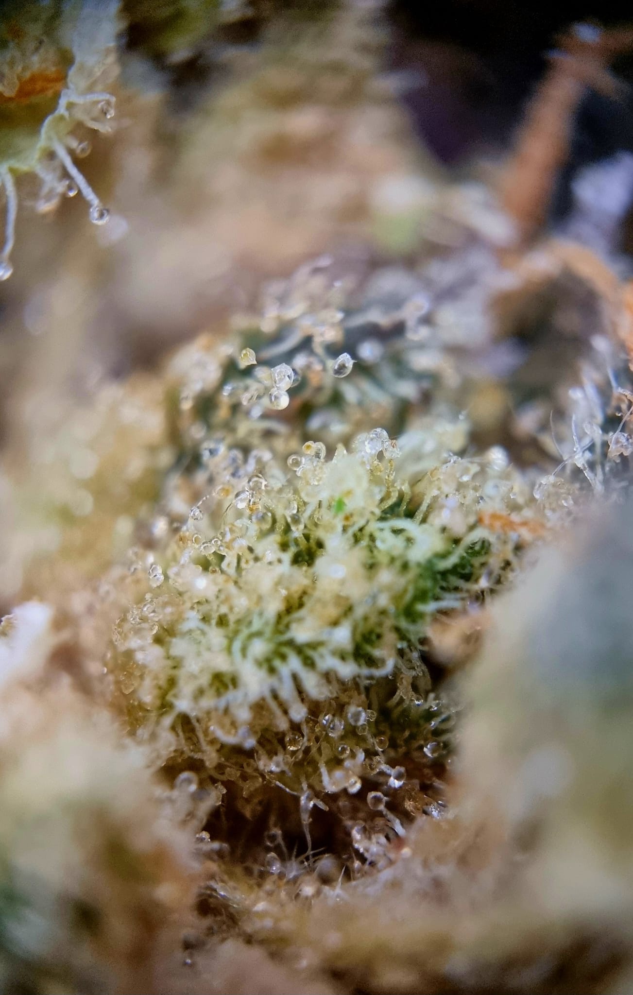 Avaay 29/1 SCP - Sour Cherry Punch Avaay 29/1 SCP - Sour Cherry Punch