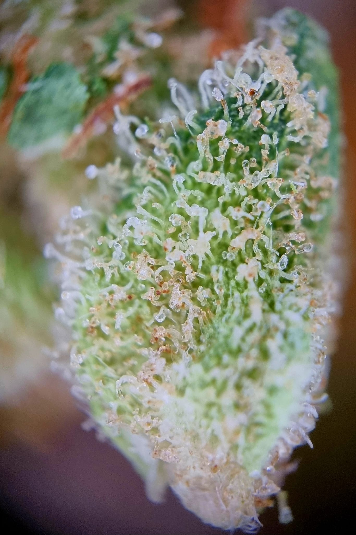 Daily Special 21/1 LEM - Lemonatti