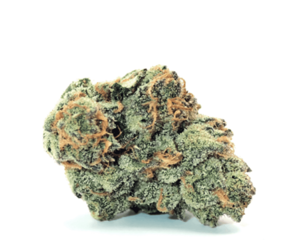 Demecan CRAFT OZK x CC 24:01 OZ Kush x Coffin Candy