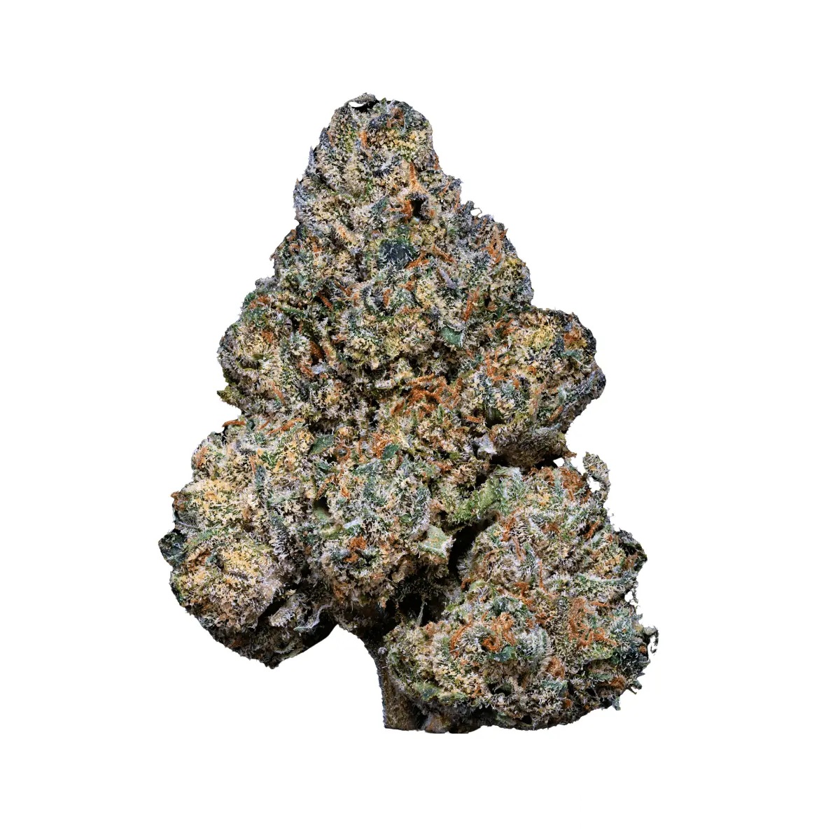 28/1 Amici GB - Godberry