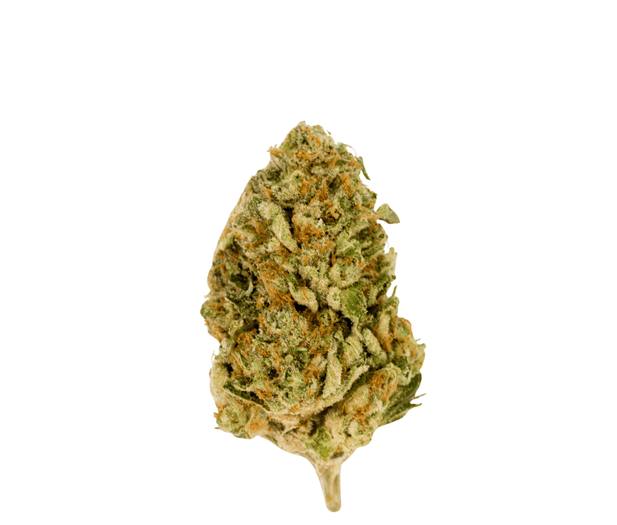 bava med 23/1 MIM-CO - Mimosa Cookies