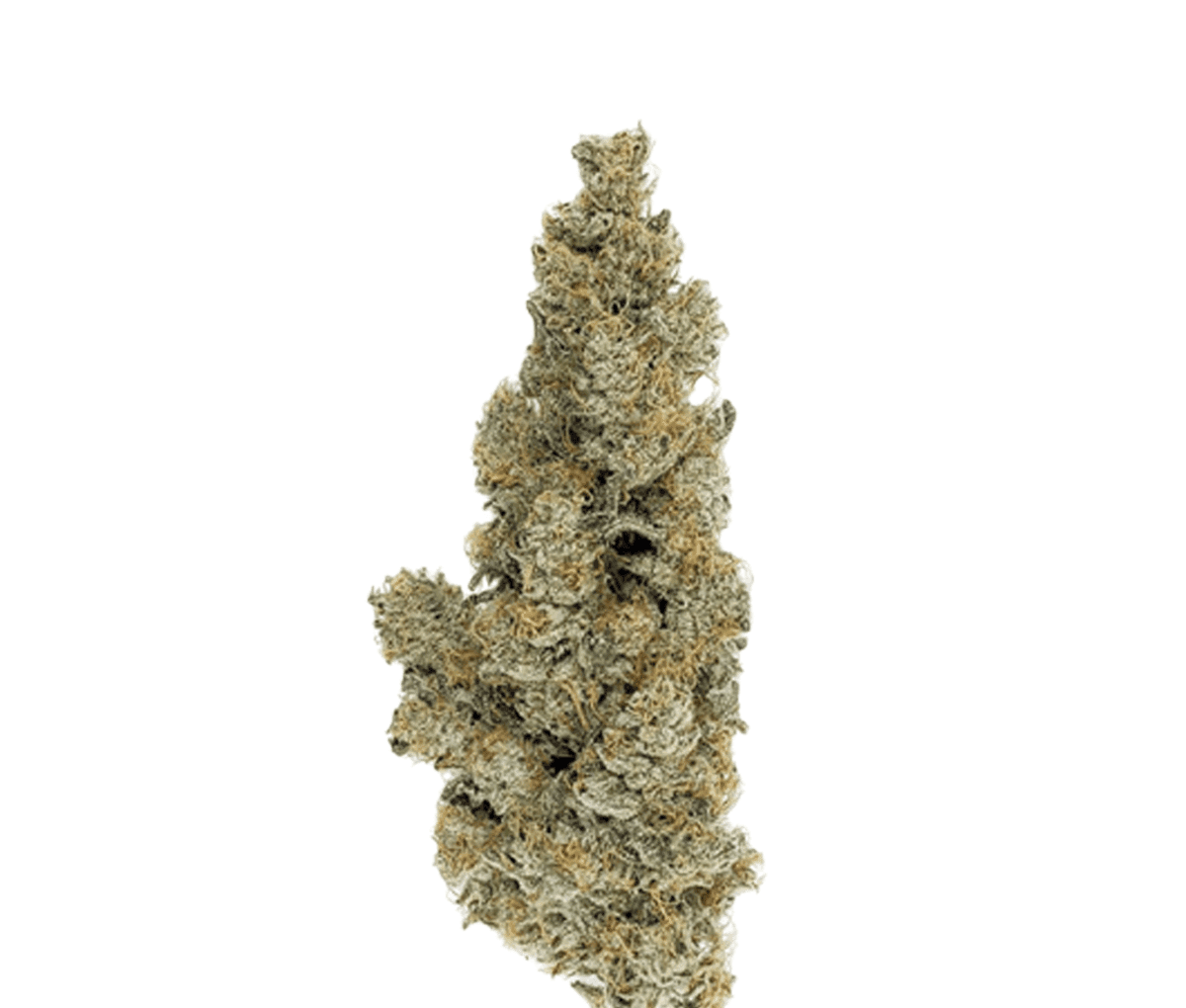 Ice Cream Cake x Kushmints [420 Evolution 27/1 CA ICC] 