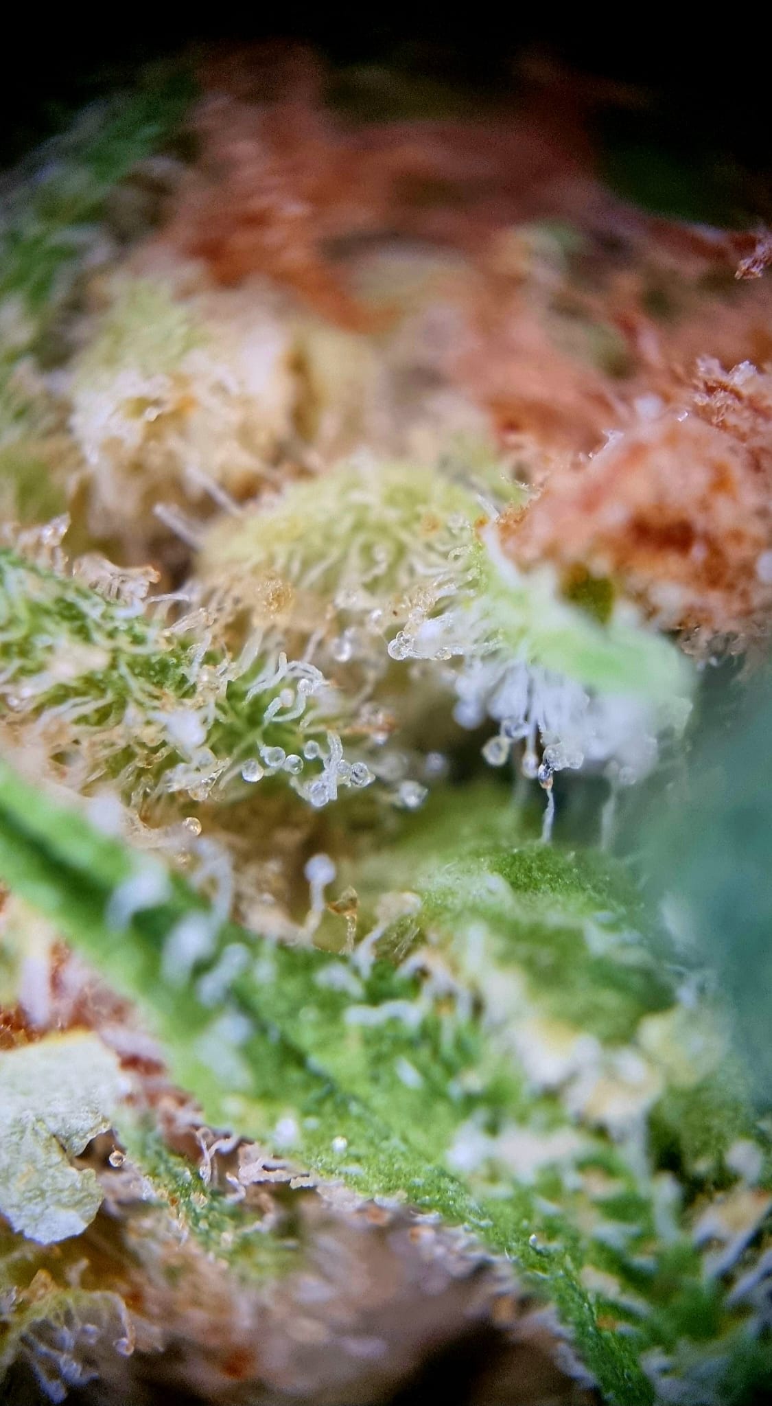 Medical Saints 21/1 USR - Ultra Sour