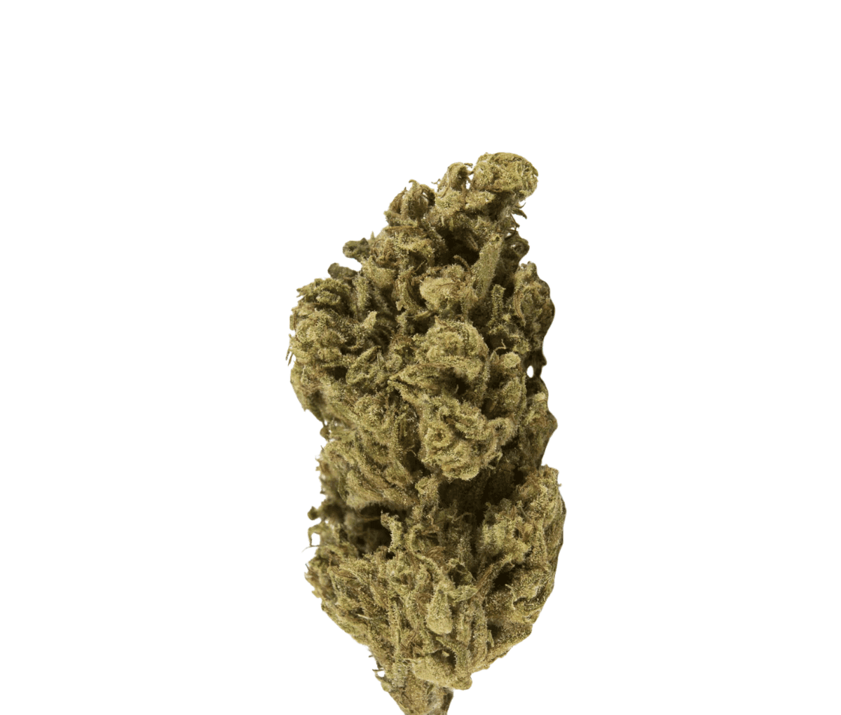 Bathera 23/1 PMM Permanent Midnight