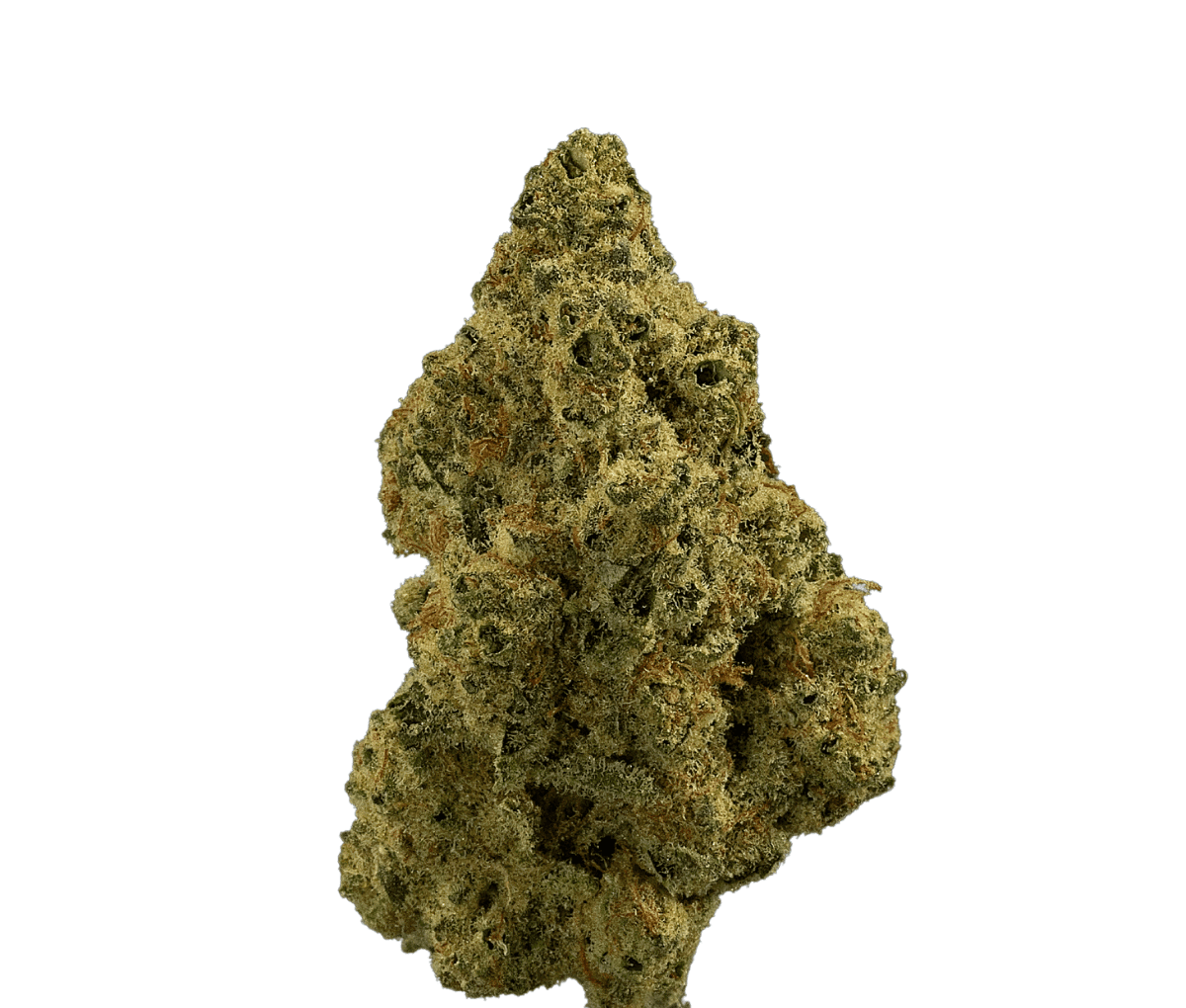 madrecan 21/1 - Granddaddy OG madrecan 21/1 - Granddaddy OG