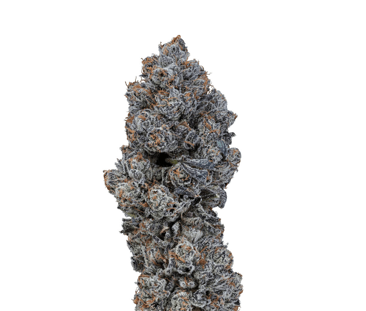 20/1 IUVO OC - Temptation