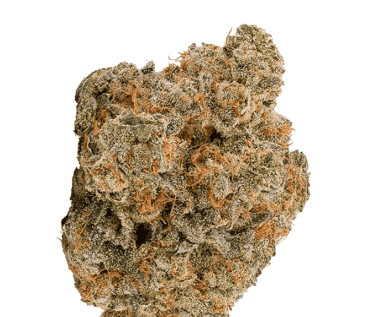 Bathera 25/1 BZ - Blue-Z