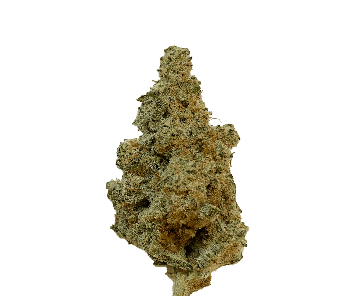 420 Evolution 22/1 CA - MAC 1