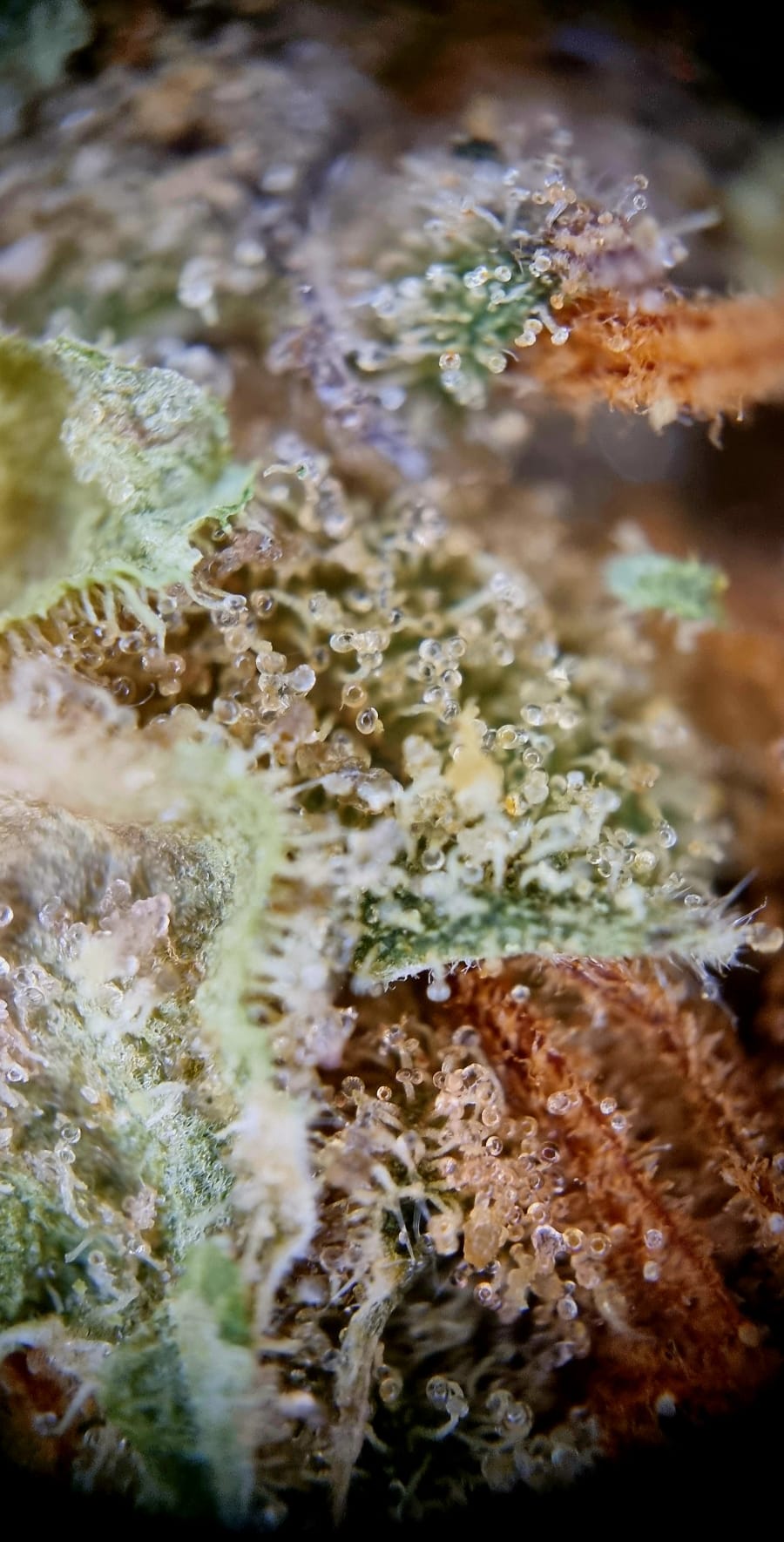 NICE 31/1 GSC - Girls Scout Cookies