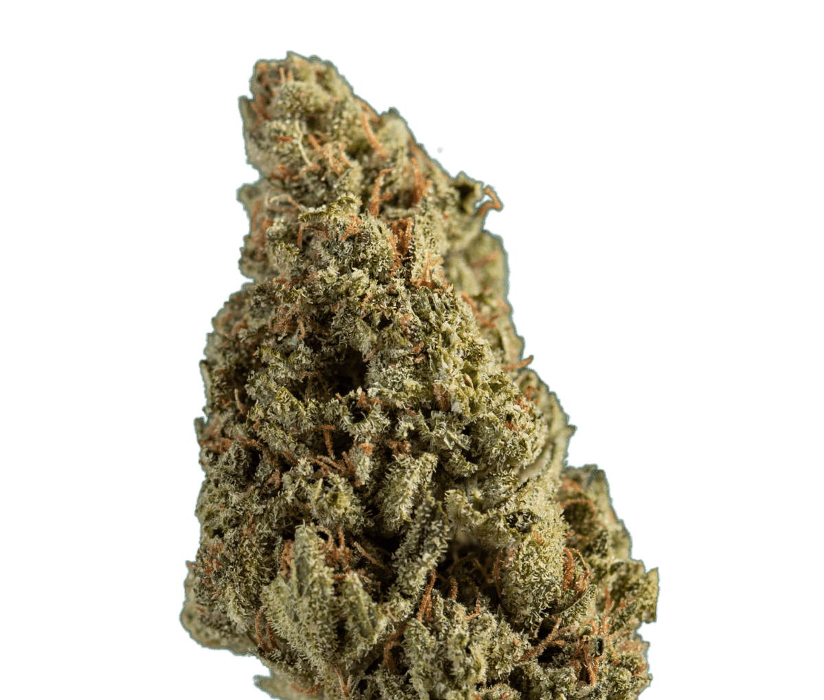 [Re:Cannis 16/1 Sativa ] Alaska 