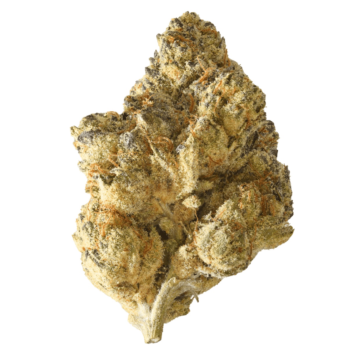 Beyond Bloom AV Gas 24/1 - AV Gas