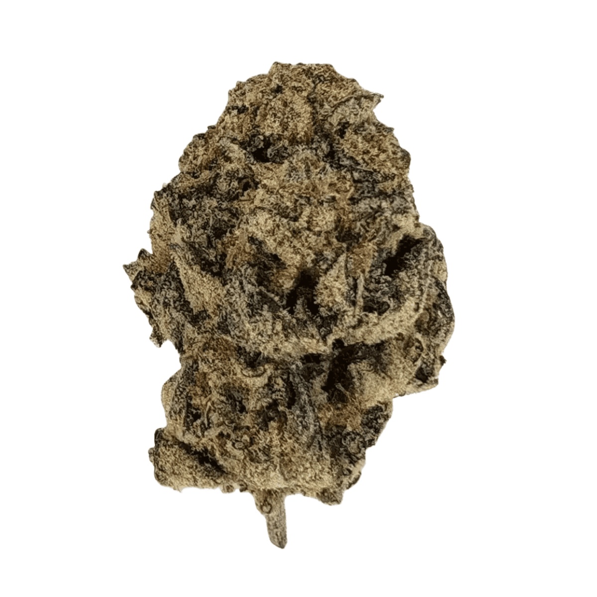 San Raf 31/1 CFK - Campfire Kush