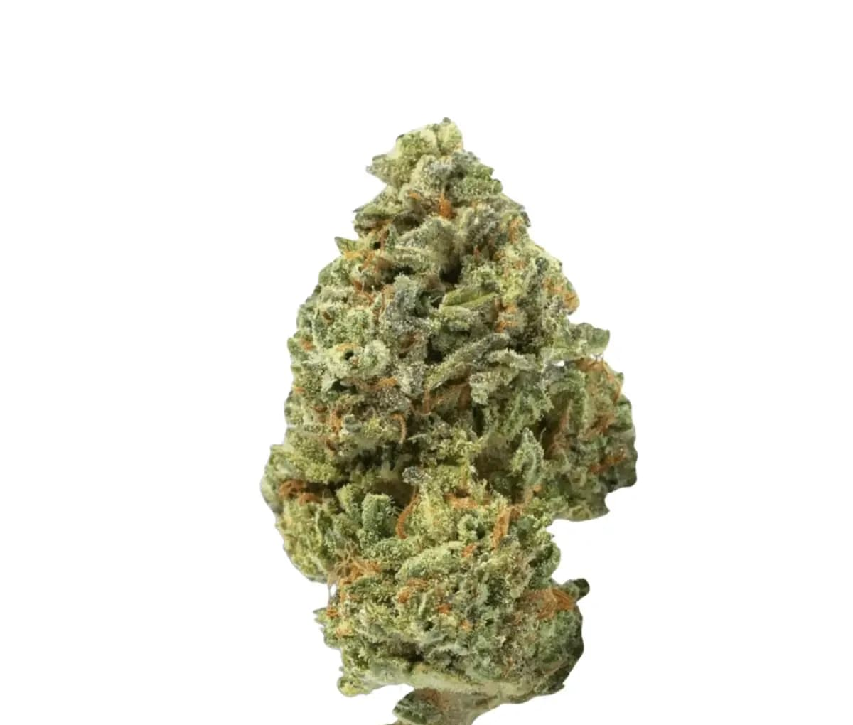 420 Evolution 20/1 CA LCG Lemon Cherry Gelato - Sunset Sherbert x Girl Scout Cookies