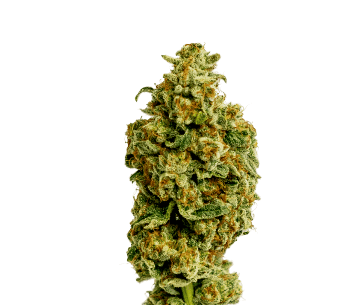 Cannamedical Sativa forte NM - Wedding Tree Cannamedical Sativa forte NM - Wedding Tree