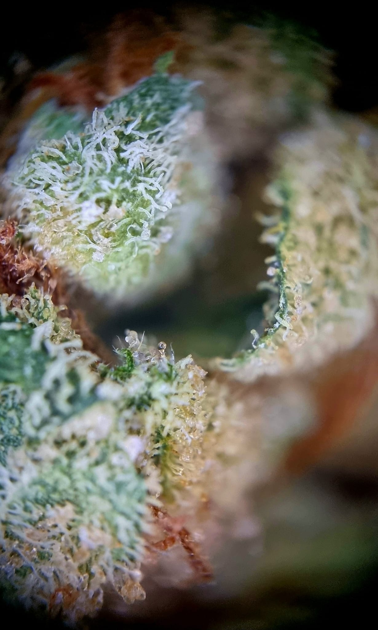 Drapalin 31/1 Da Fux - Gary Payton x Gushers