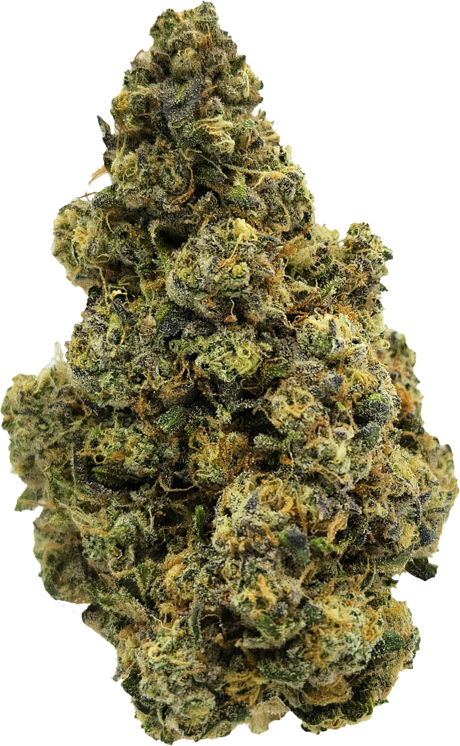 Avaay Signature 31/1 Gossip Gun